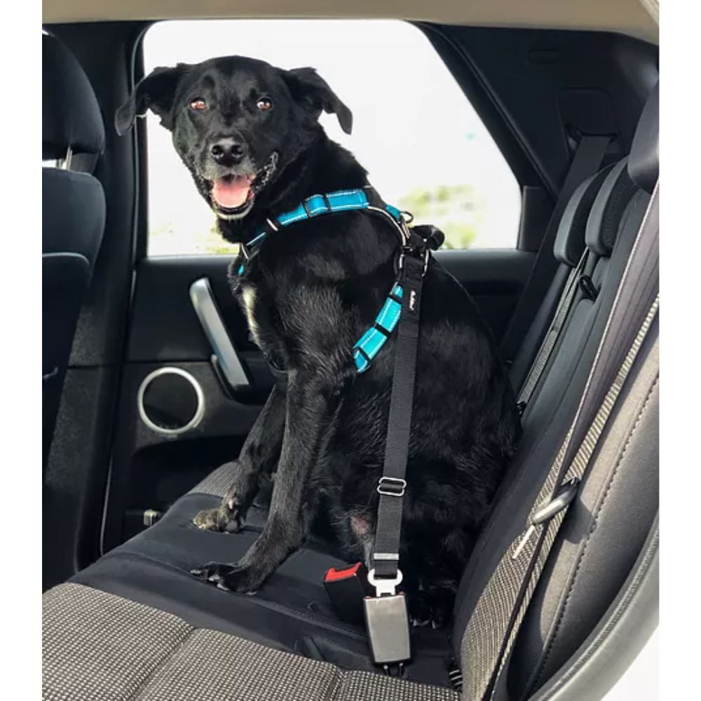 Huskimo Specialist Easyclick Dog Safety Belt Tether image