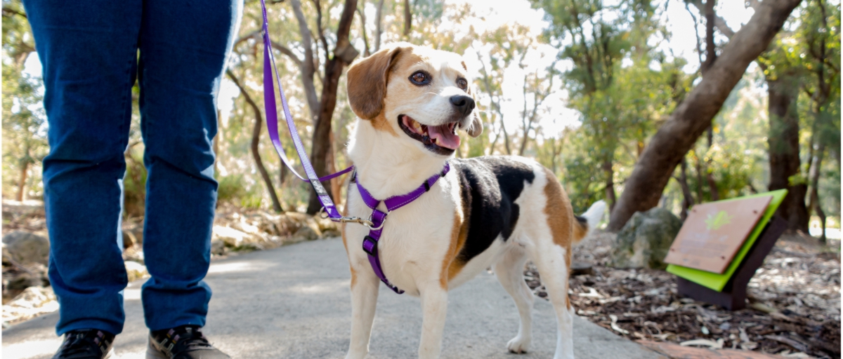 How a Training Harness Can Help a Dog Who is Excited and Pulls