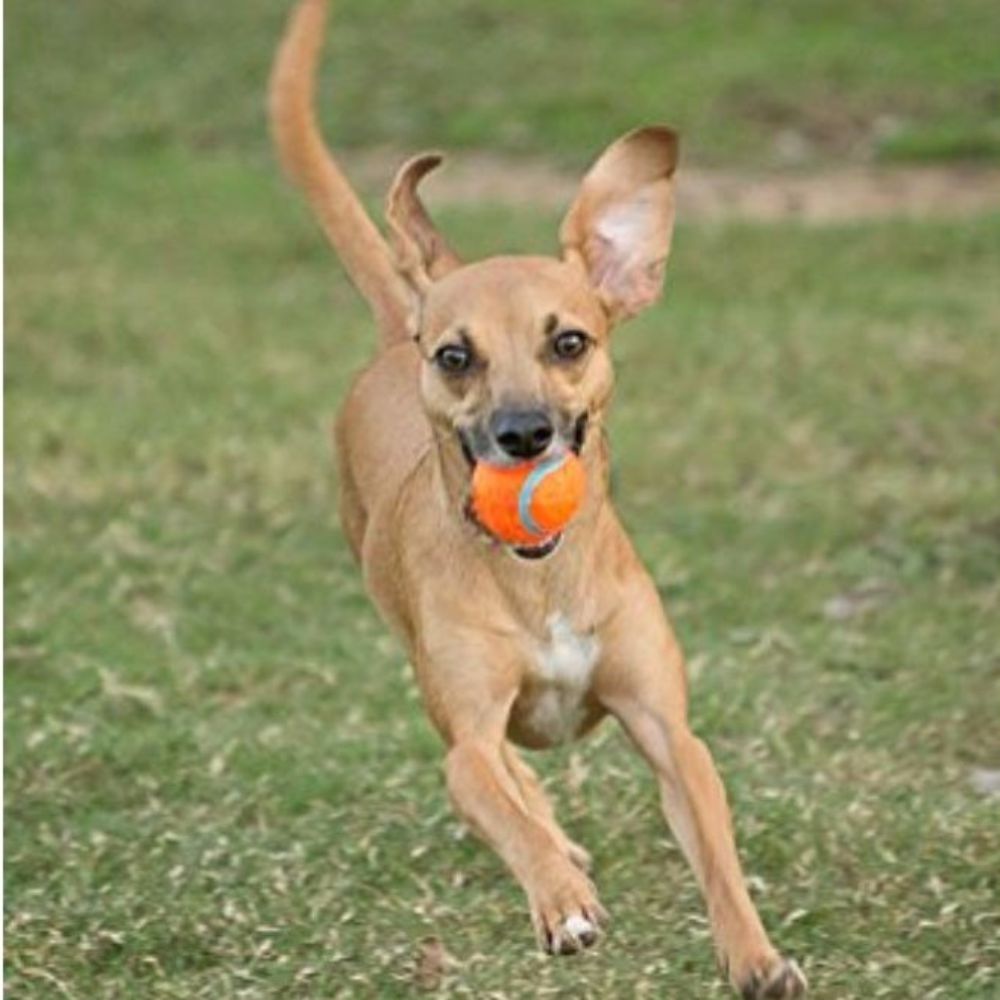 Chuckit! Tennis Dog Balls (Small, 2 Pack) image