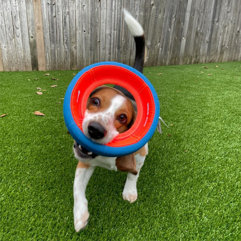 Chuckit! Fetch Wheel Dog Toy Small image