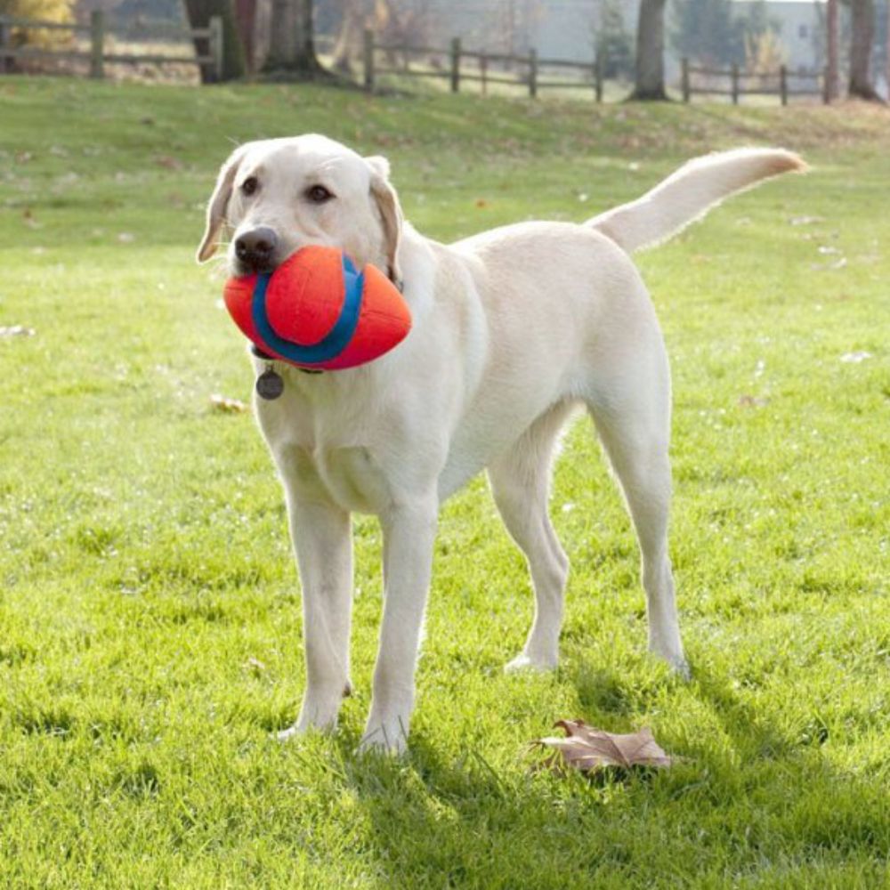 Chuckit! Fumble Fetch Football Dog Toy image