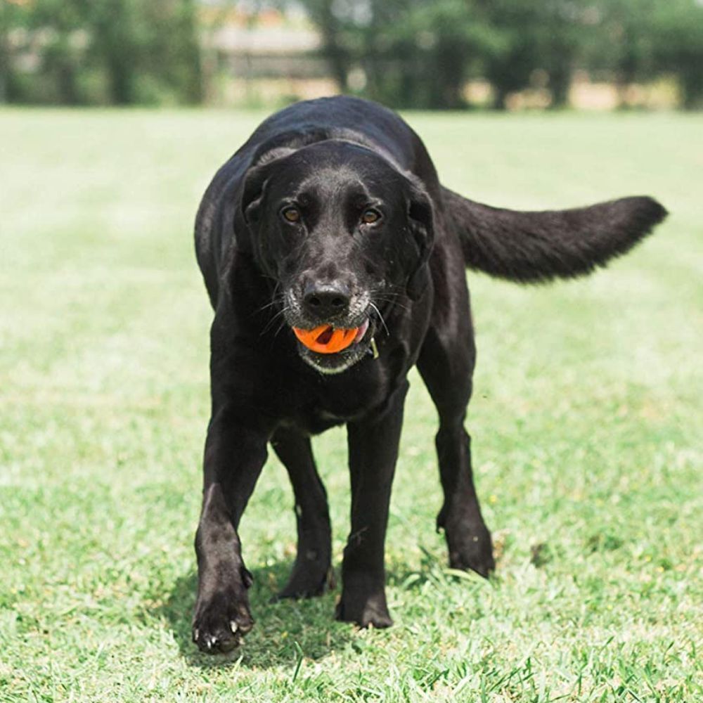 Chuckit! Breathe Right Air Fetch Dog Ball (Medium, 1 Pack) image