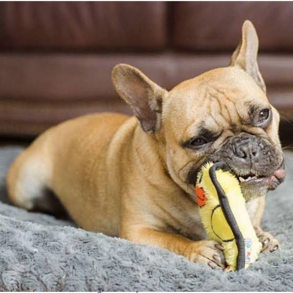 Outward Hound Mini Invincible Duck image