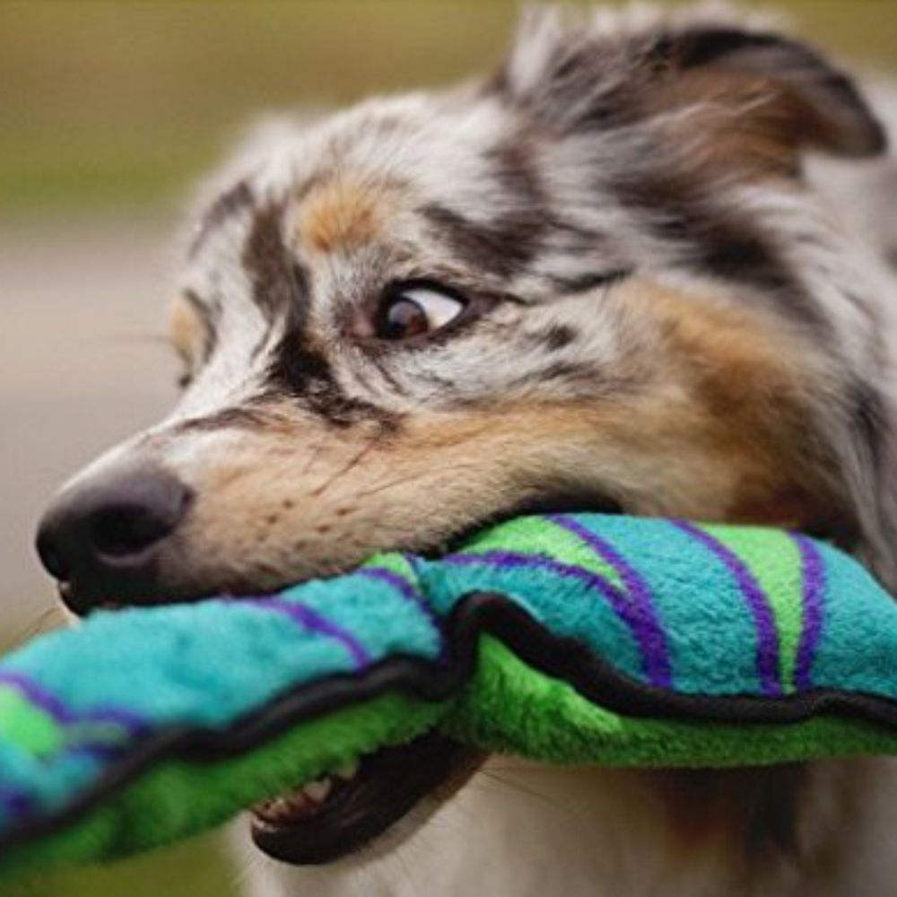 Outward Hound Invincible Snake 3 Squeak Blue and Green image