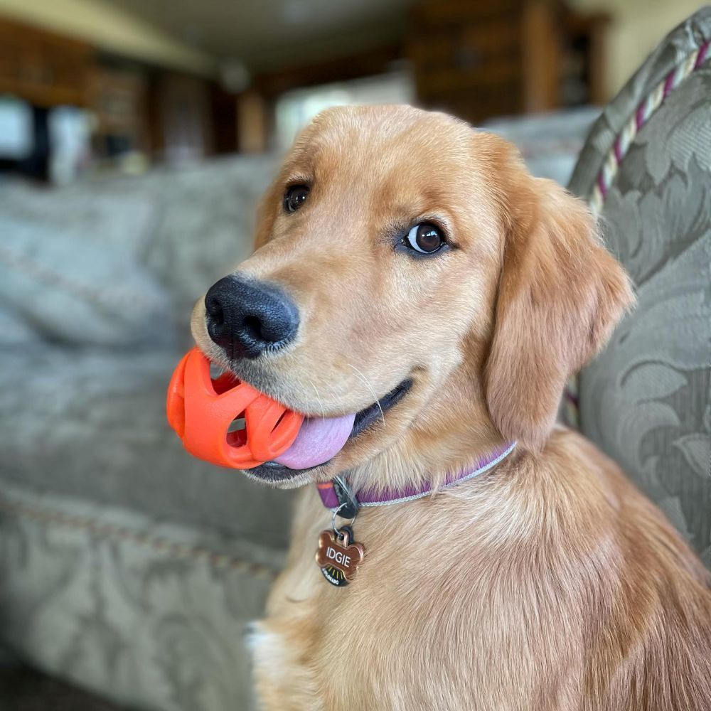 Chuckit breathe sales right ball