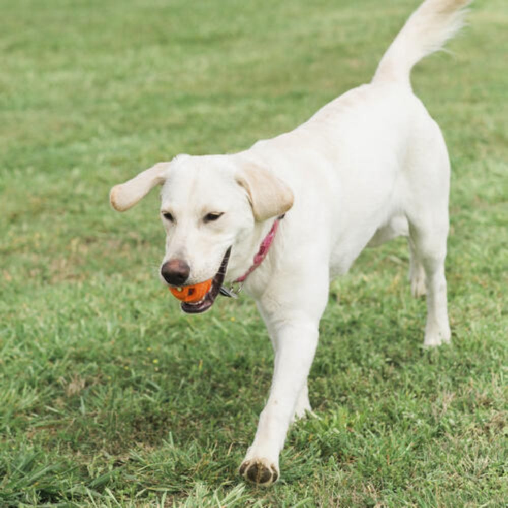 Chuckit! Breathe Right Air Fetch Dog Ball (XLarge, 1 Pack) image