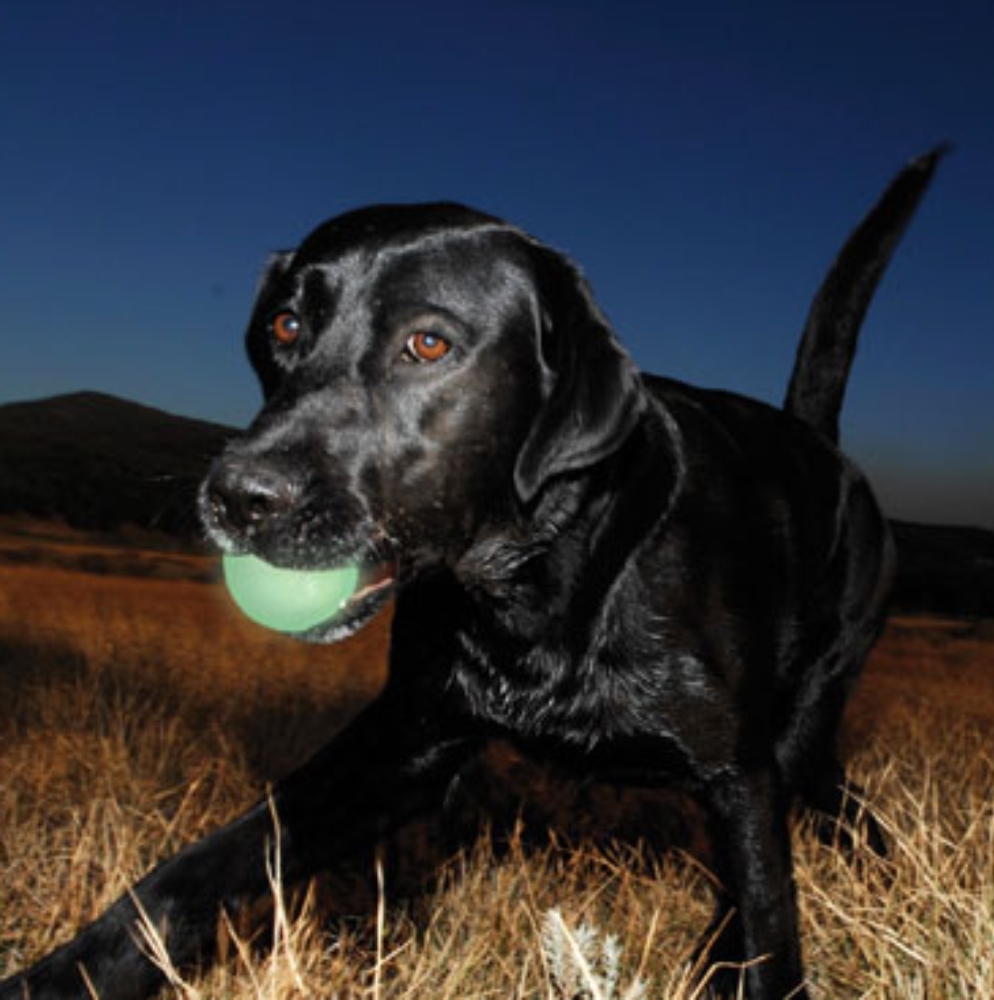 Chuckit Max Glow Fetch Ball 1 Pack Large PittaPatta Boutique
