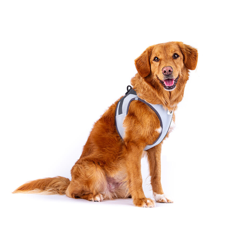 Curli Vest Dog Harness The Glow Reflective (XLarge) image
