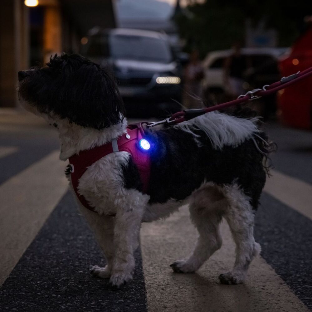 Curli Luumi LED Safety Light for Dogs (Red) image