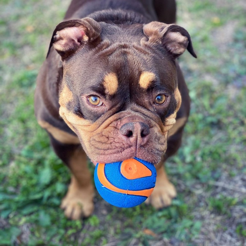 Chuckit! Ultra Squeaker Ball 1 Pack XLarge image