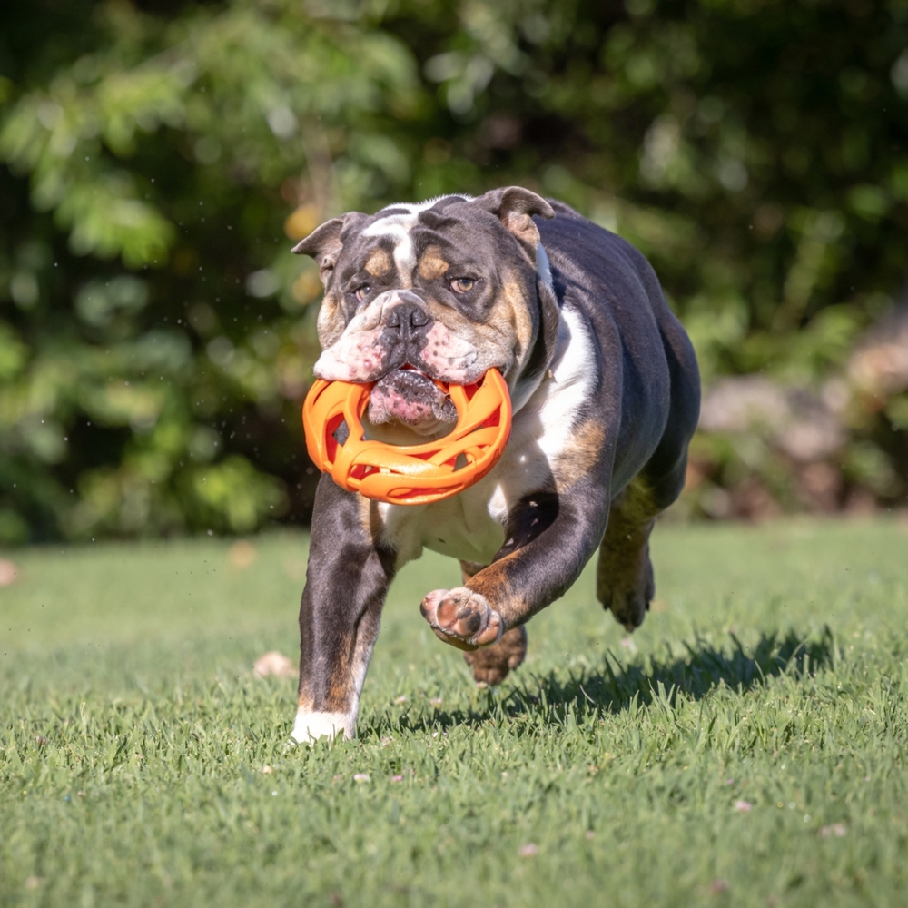 Chuckit! Breathe Right Air Fetch Wheel image