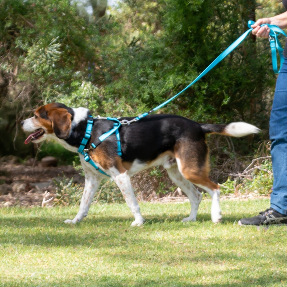 4Pooch Control Harness & Connector Lead Bondi Blue XS, S, M, L, XL image