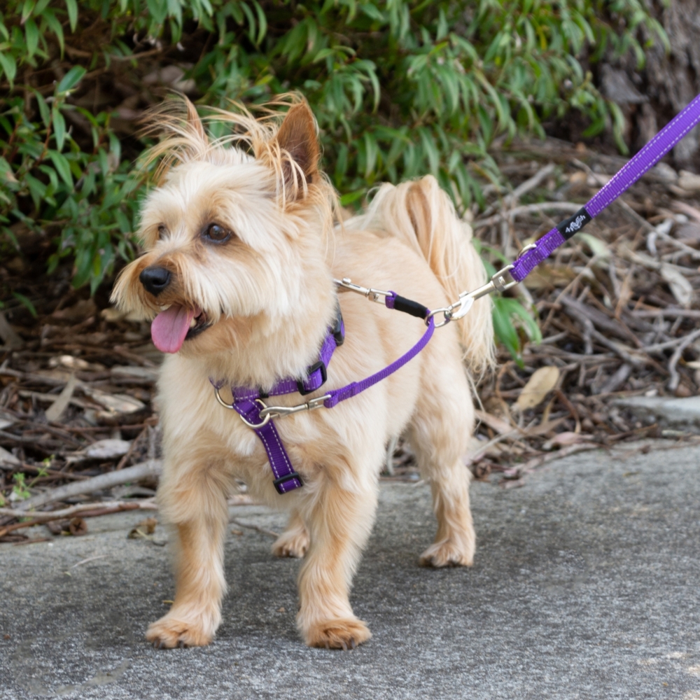 4Pooch Control Harness & Connector Lead Purple XS, S, M, L, XL image