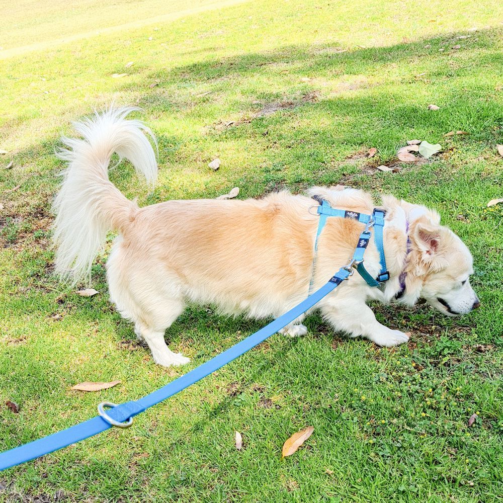 4Pooch Multi-Function Lead Bondi Blue S, M, L image
