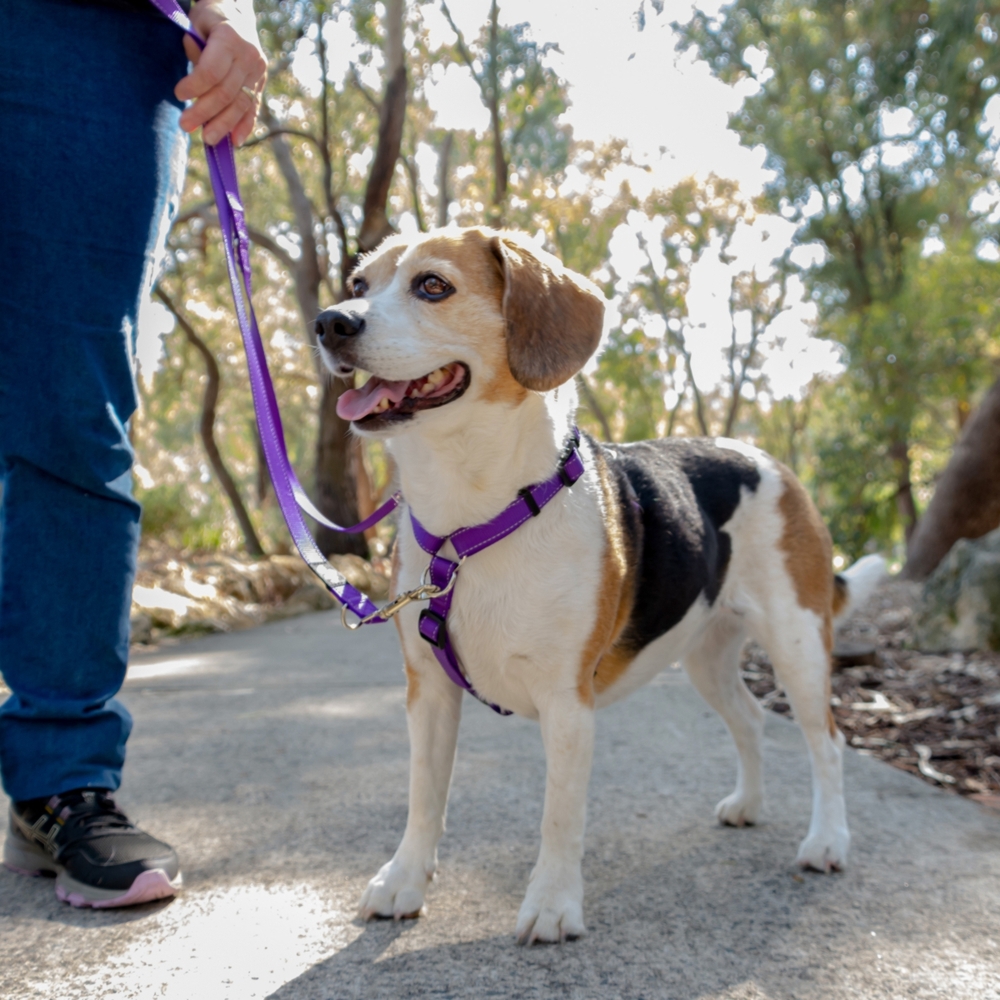 4Pooch Multi-Function Lead Purple S, M, L image
