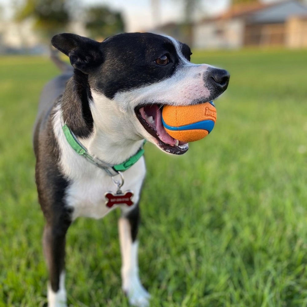 Chuckit! Ultra Ball Canister of 4 Medium Dog Ball image