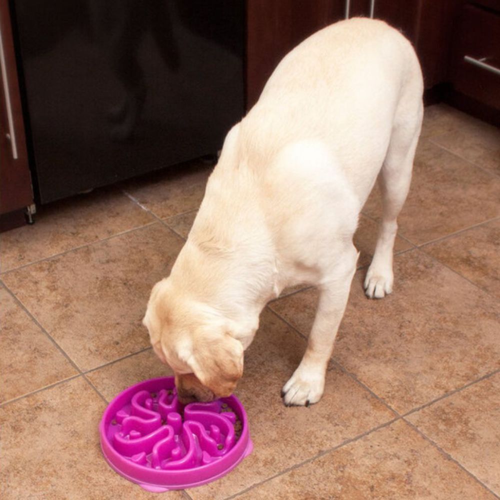 Outward Hound Fun Feeder Dog Bowl Purple Flower Medium/Mini image