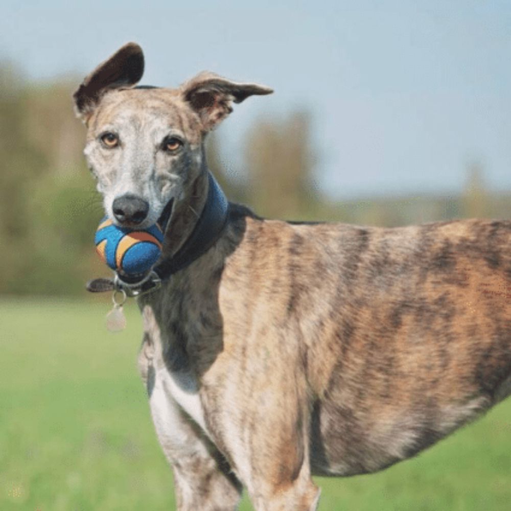 Chuckit! Ultra Squeaker Ball 1 Pack Medium image