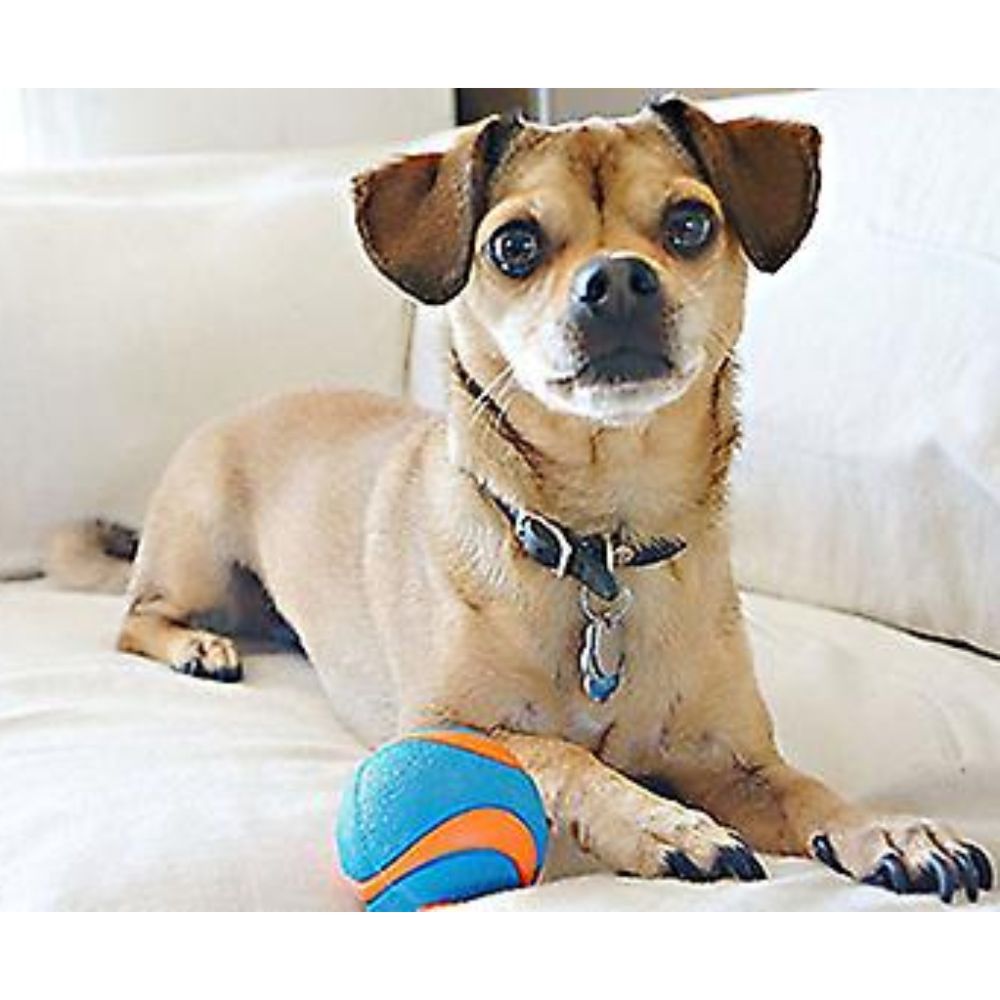 Chuckit! Ultra Squeaker Ball 1 Pack Small image
