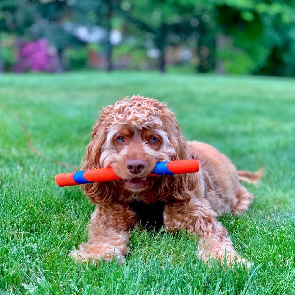 Chuckit! Ultra Fetch Stick Dog Toy image