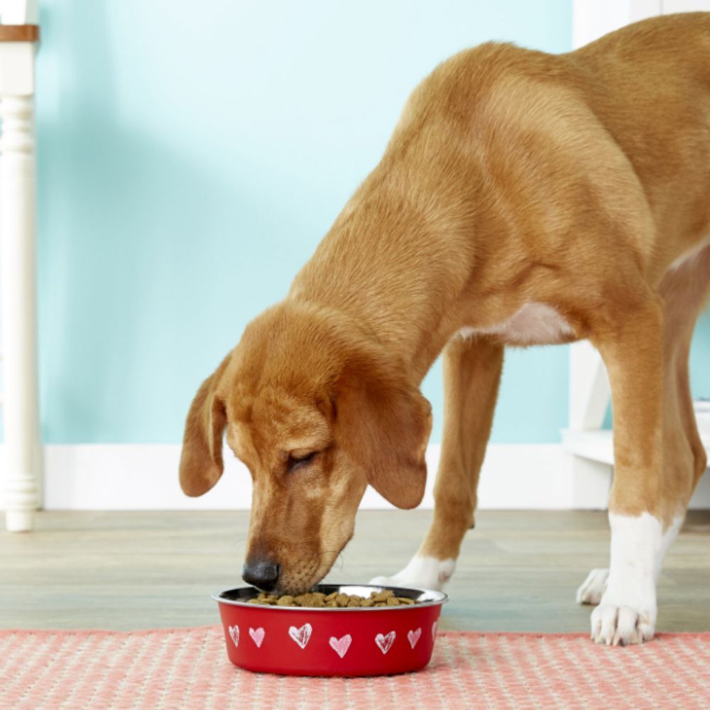 Loving Pets Bella Dog Bowl Hearts (Xsmall 240ml) image