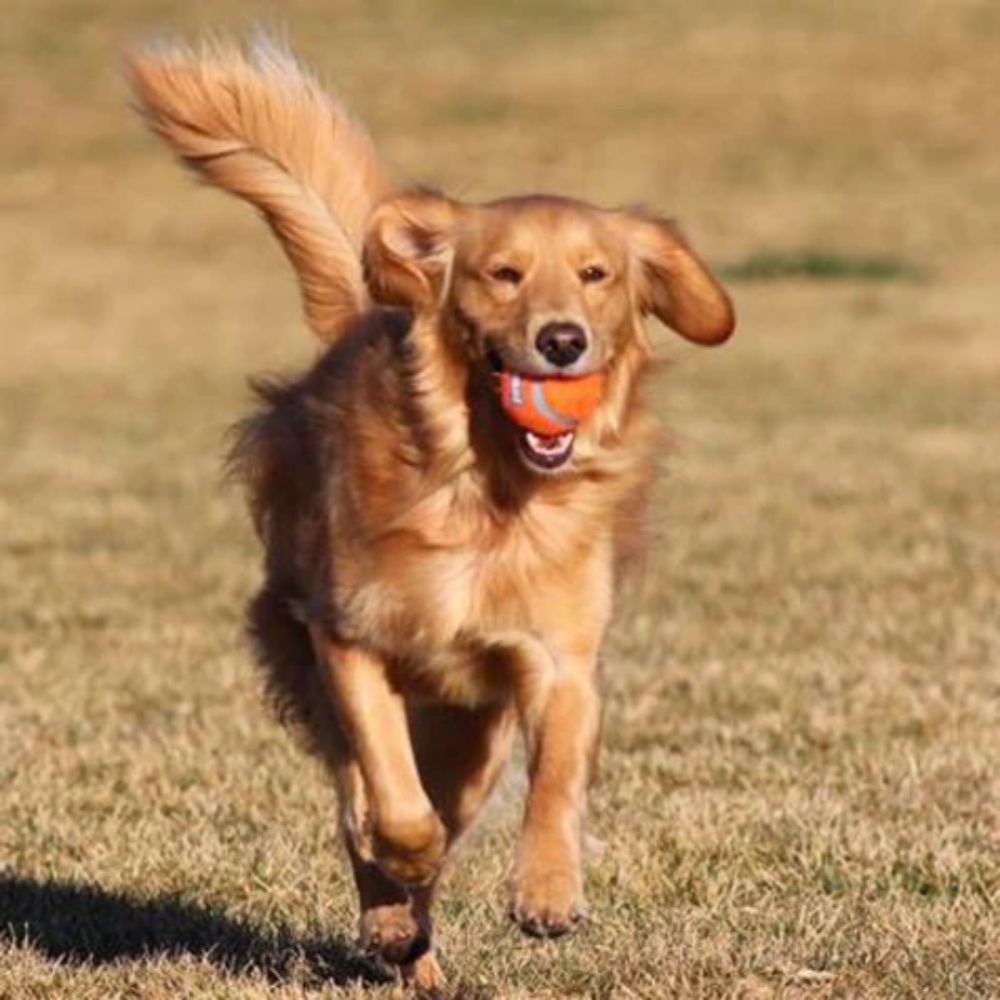 Chuckit! Tennis Ball 1 Pack Large image