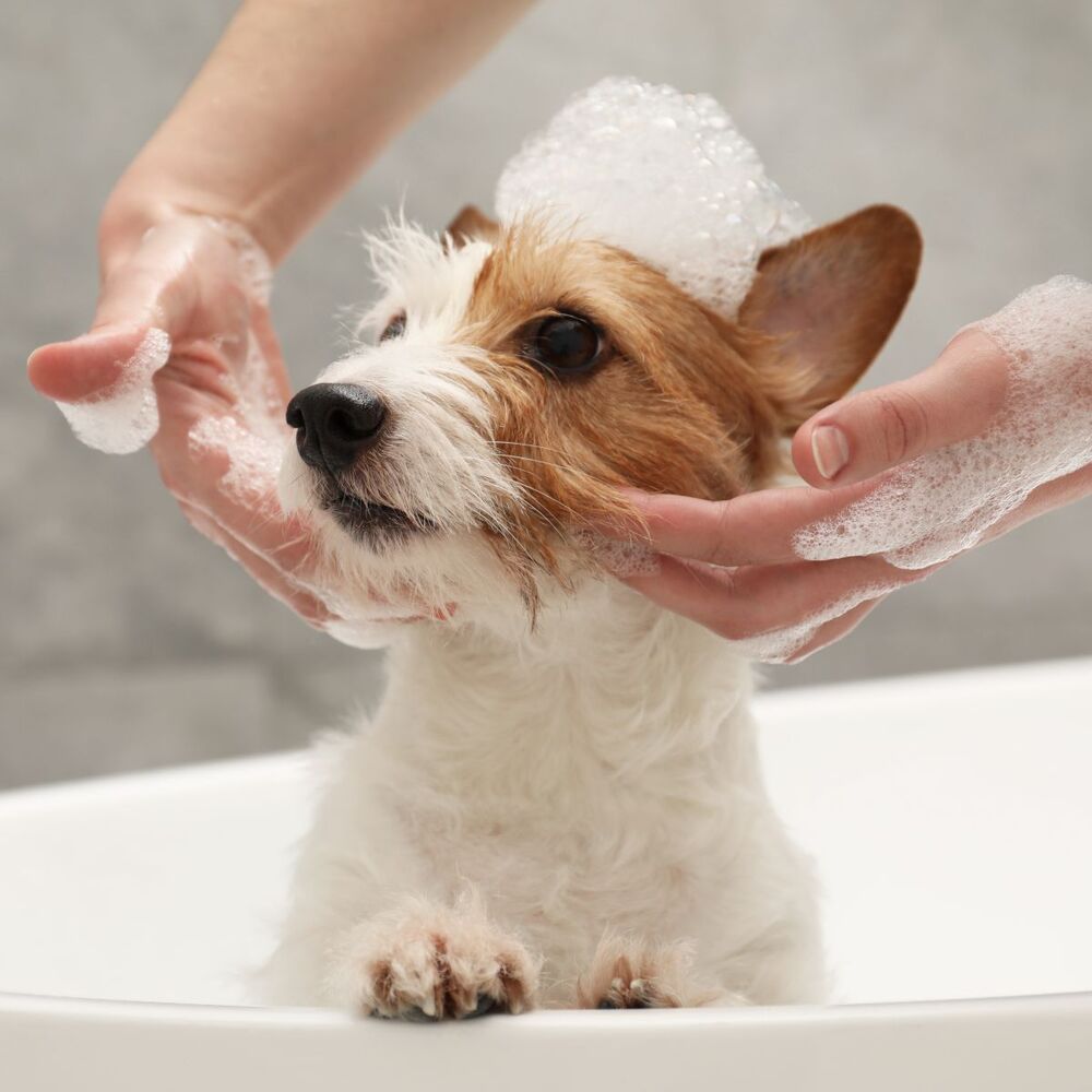 Dermcare Aloveen Oatmeal Pet Hair Conditioner (100ml) image