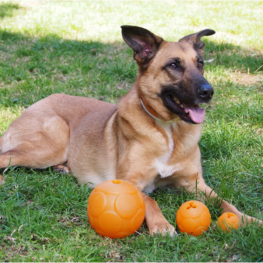 Aussie Dog Buddy Ball image