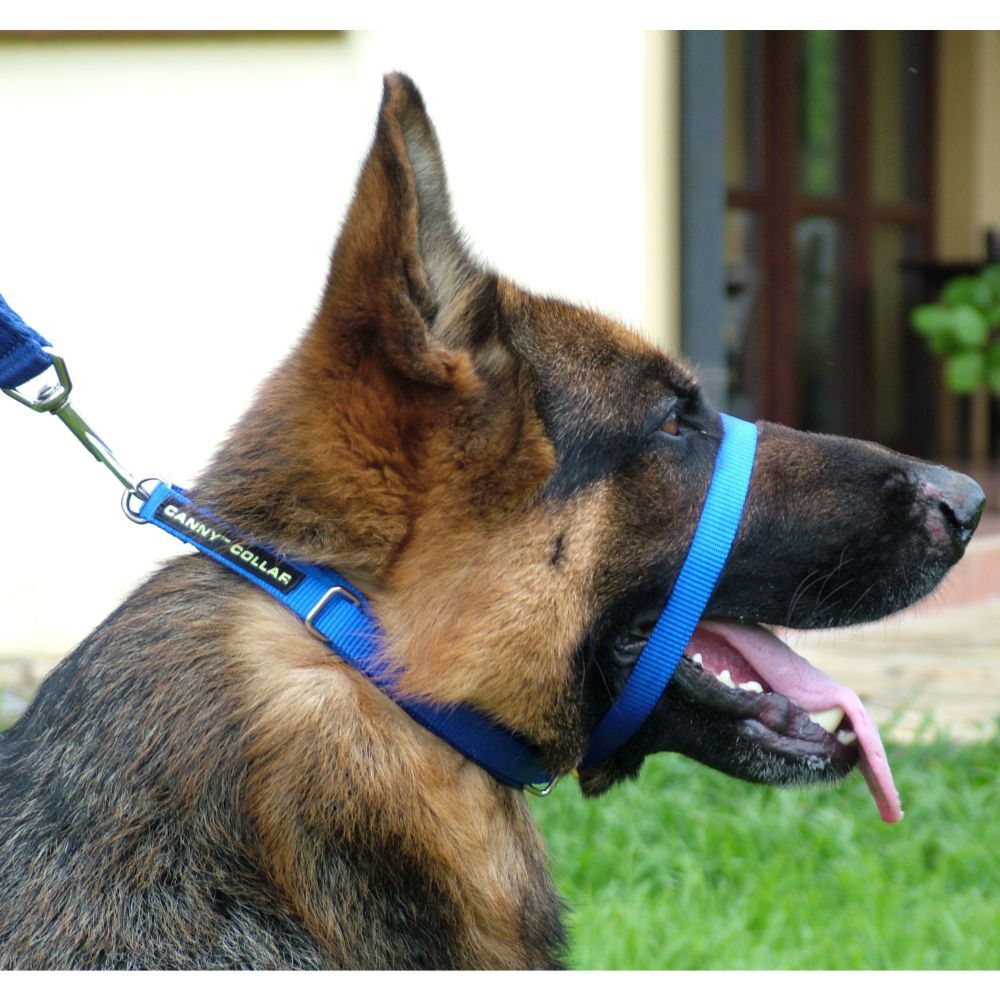 Canny Collar Dog Head Halter - Blue Size 5 (43cm - 48cm) image