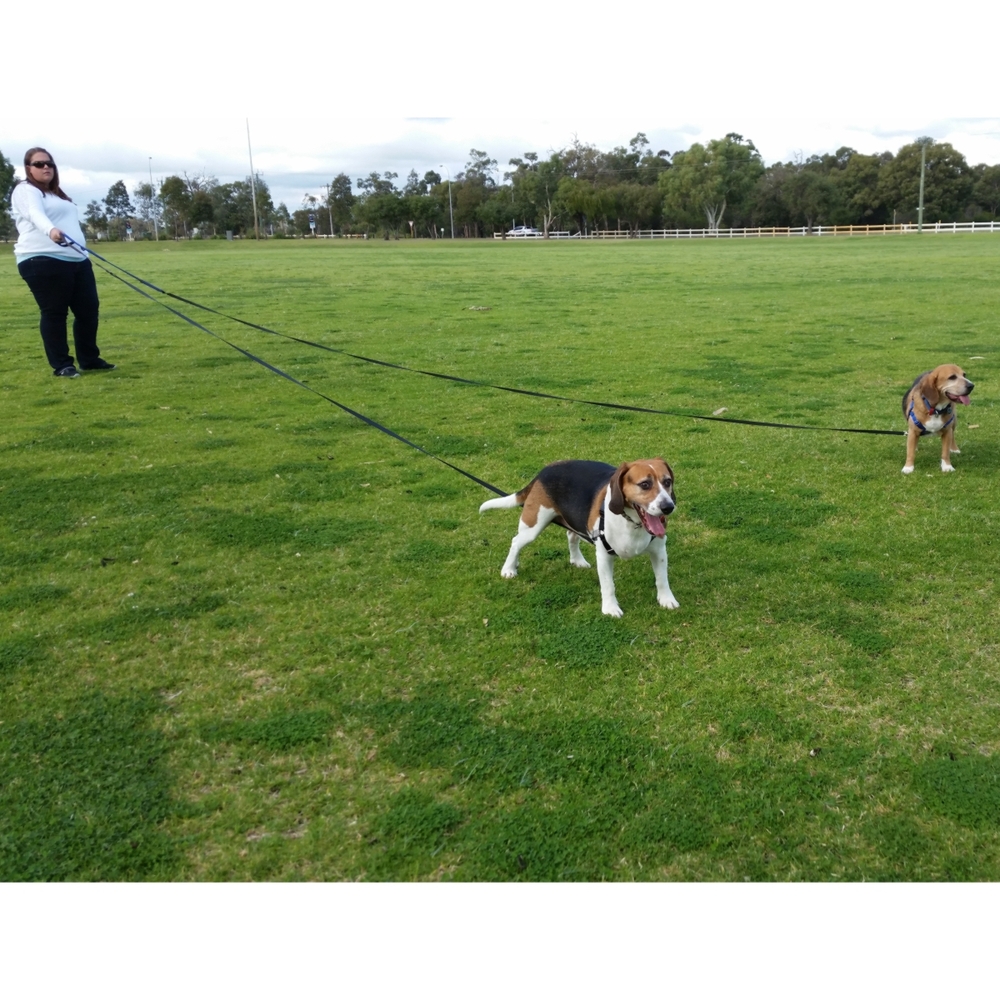 Black Dog Wear 11m Tracking Recall Lead Black Mini, Regular image