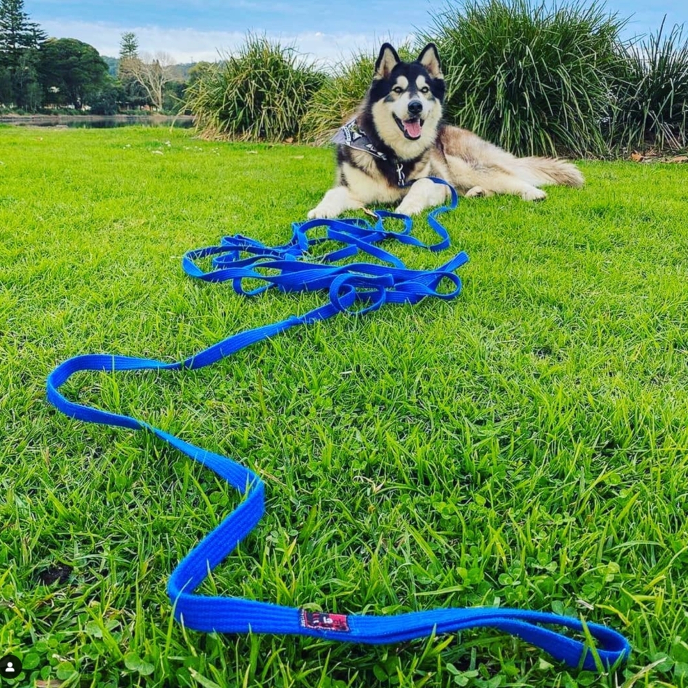 Black Dog Wear 11m Tracking Recall Lead Green Mini, Regular image