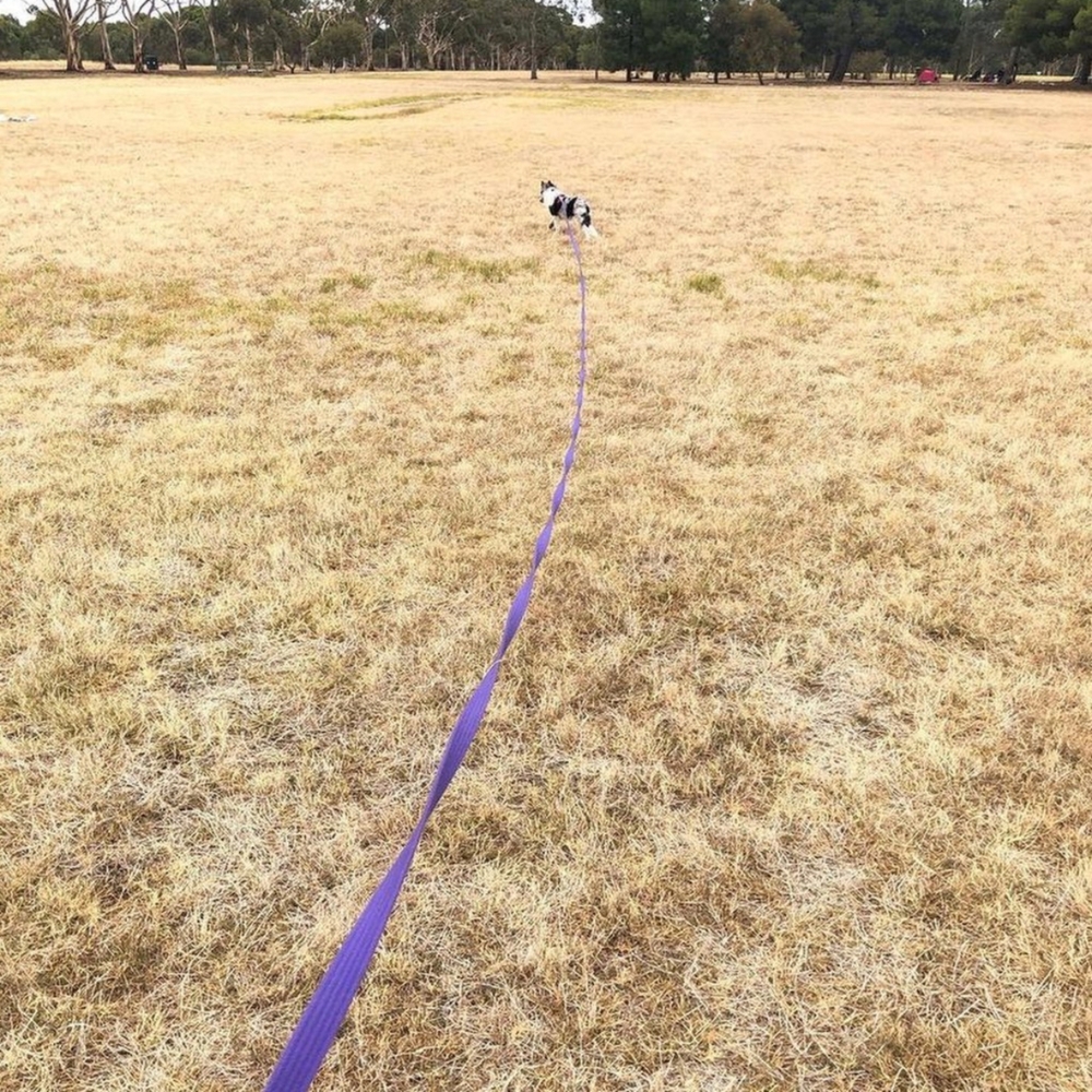 Black Dog Wear 11m Tracking Recall Lead Purple Mini, Regular image