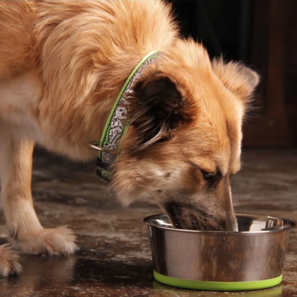 Rogz Slurp Bowlz Stainless Steel Lime Dog Bowl (Small, 650ml) image