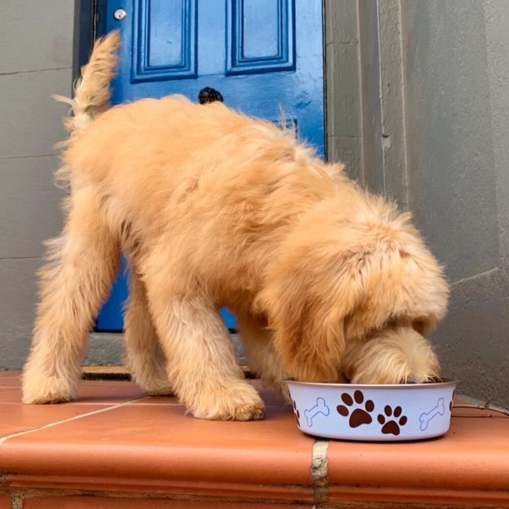 Loving Pets Bella Dog Bowl Murano Blue 450ml, 750ml, 1.5L, 2.0L image