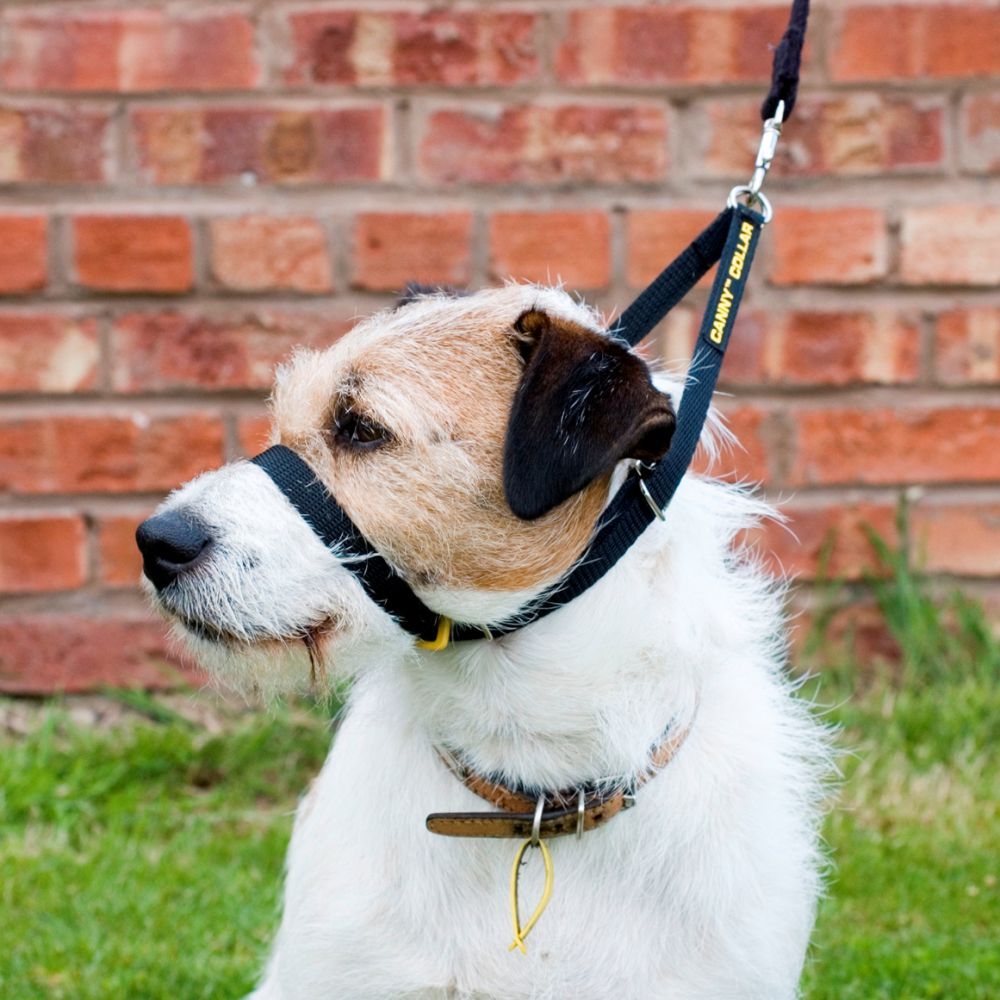 Canny Collar Dog Head Halter - Black Size 7 (53cm - 58cm) image