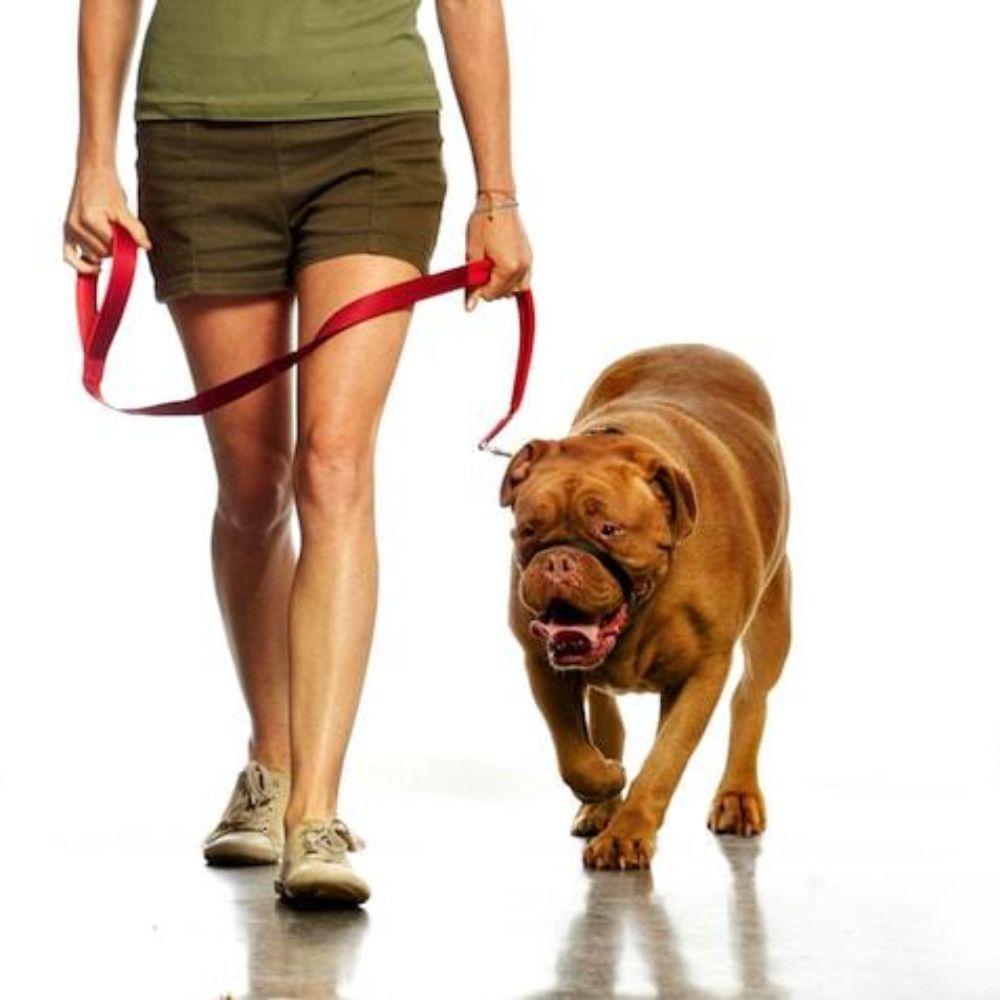 Canny CONNECT Padded Handle Dog Lead 120cm Red (15mm, 25mm) image