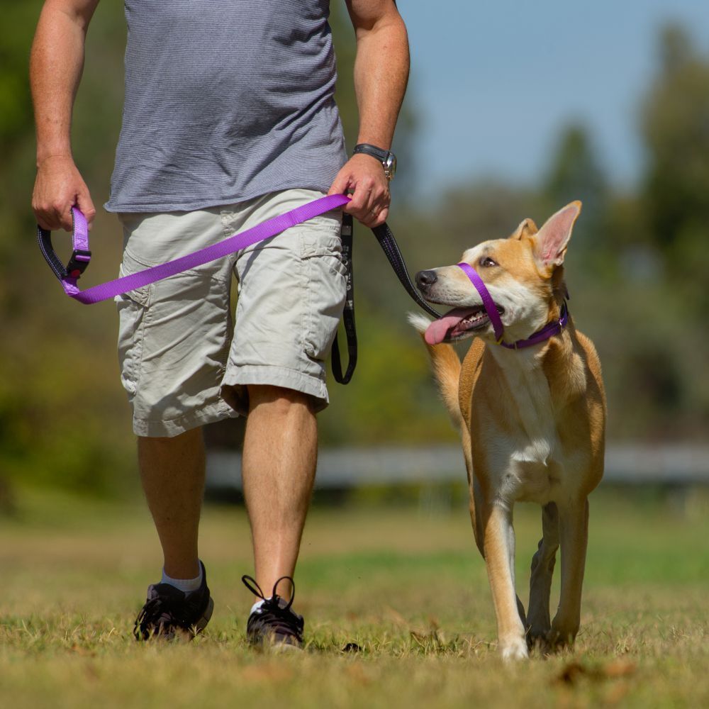 Canny Padded Handle Dog Lead 120cm Purple image