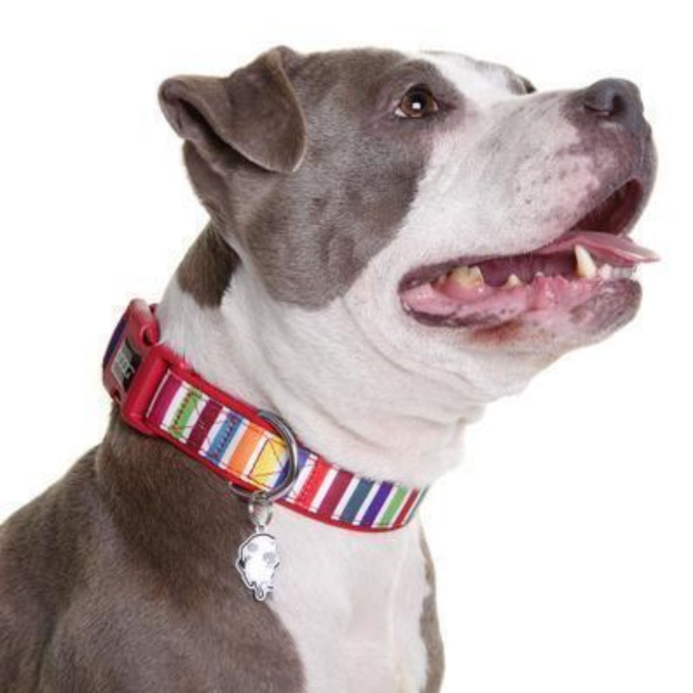 DOOG Neoprene Dog Collar Scooby XS, S, M, L image