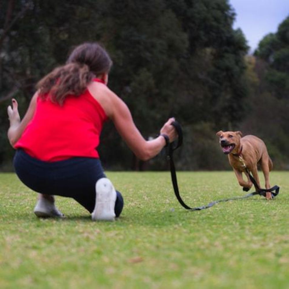 Canny Long Recall Training Dog Lead Black (7m x 25mm) image