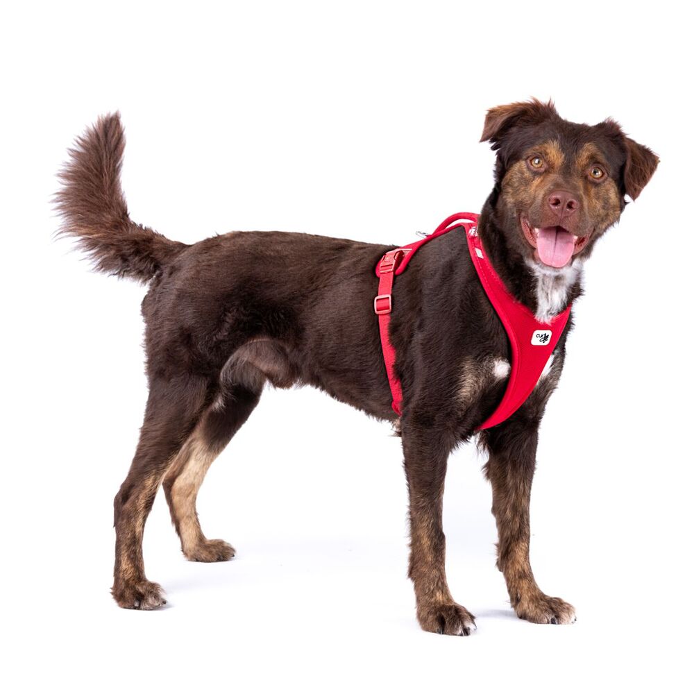 Curli Belka Air Mesh Dog Harness Red XL - 4XL image