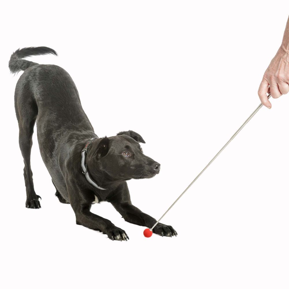 Company Of Animals Target Stick Training Tool For Dogs image