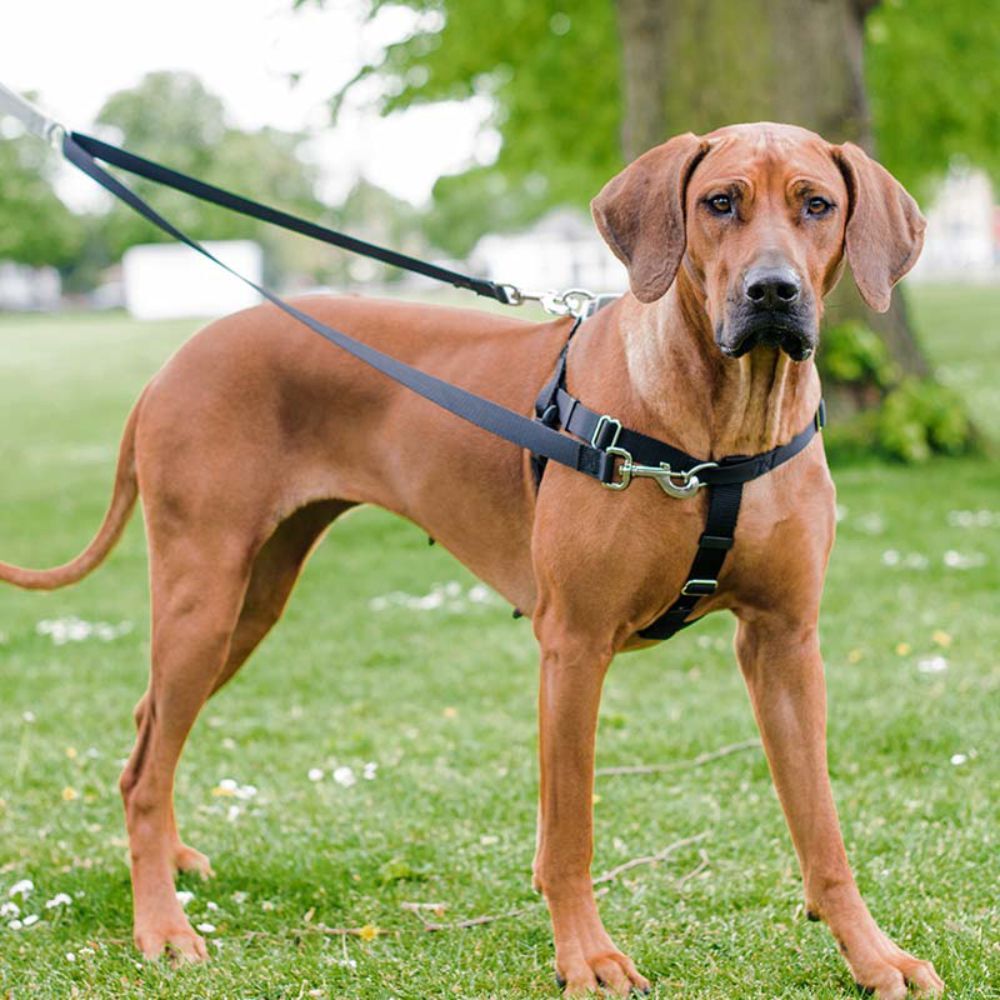 Euro Training Multi-Function Lead Neon Orange image