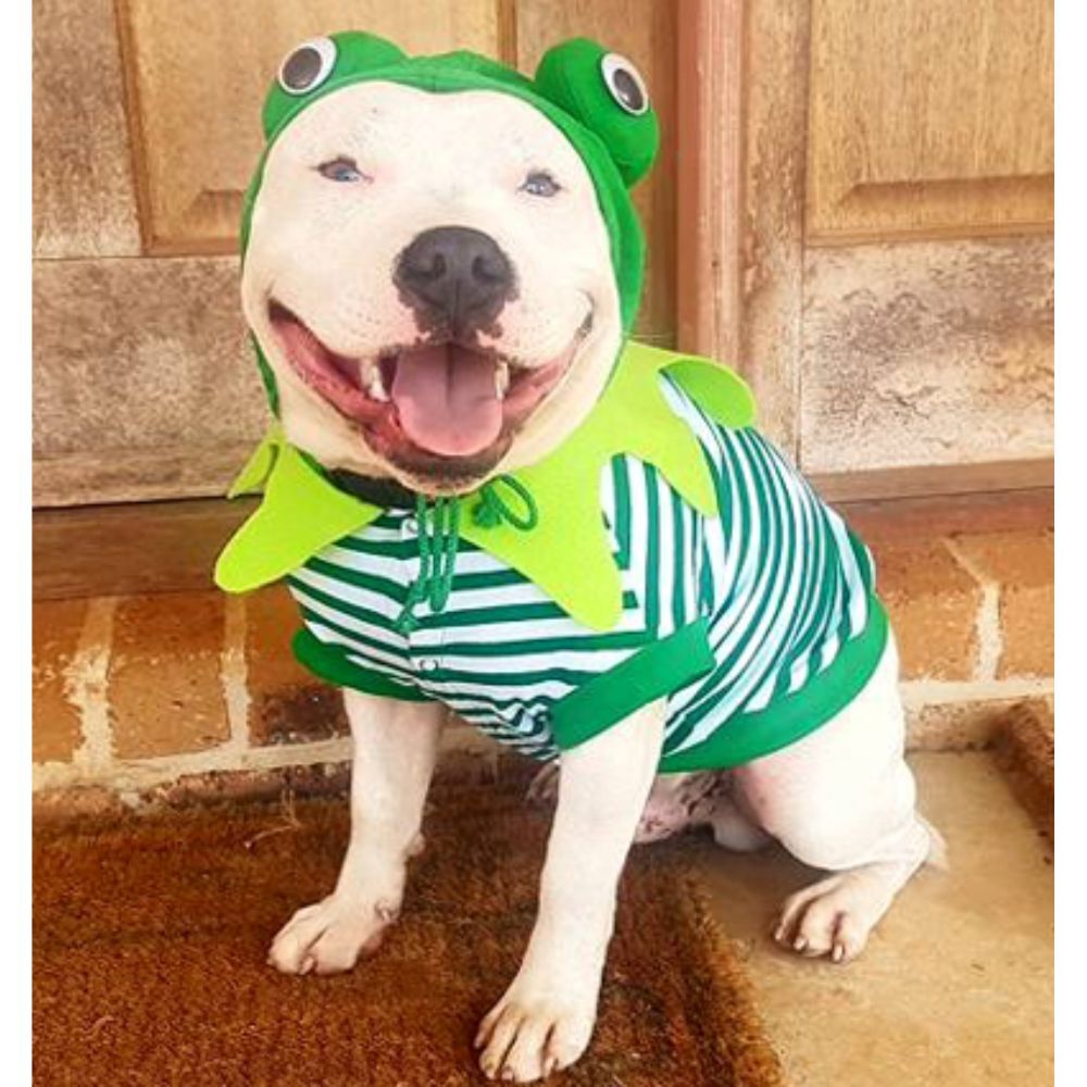 Frog Dog Costume (40cm) image