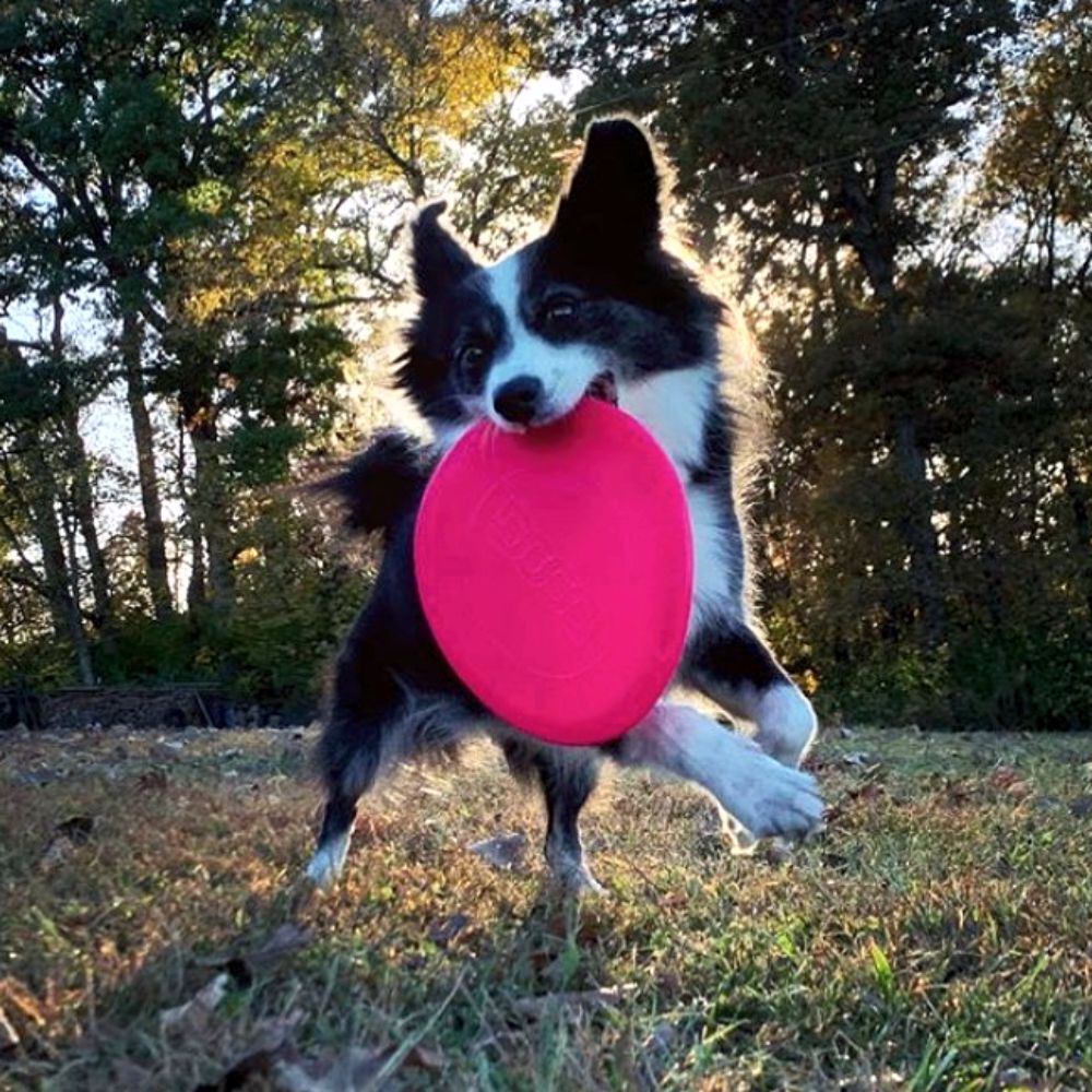DOOG Fetch-ables Fetch-a-Disc Pink Frisbee Dog Toy image