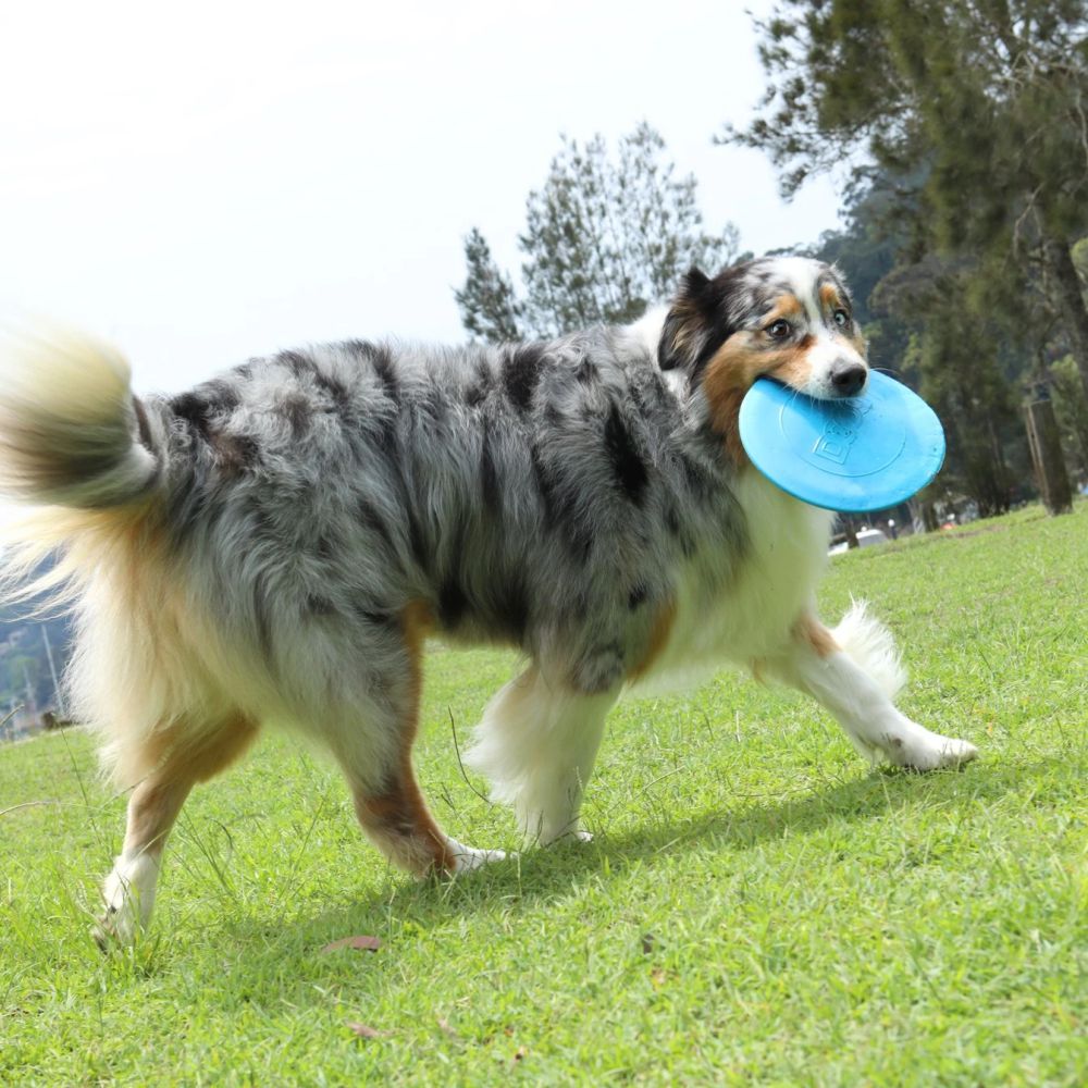 DOOG Fetch-ables Fetch-a-Disc Blue Frisbee Dog Toy image