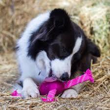 Rogz Flossy Grinz Oral Care Dog Toy Pink (Large) image