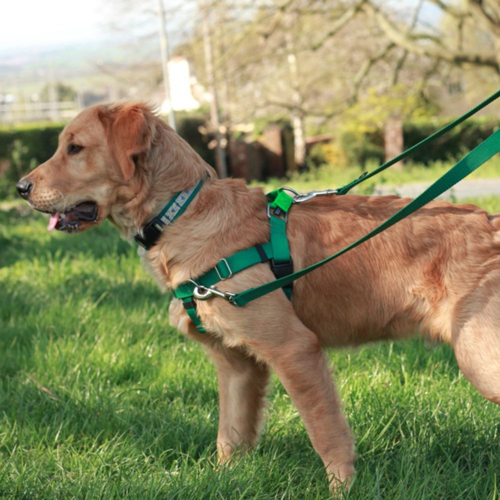 Freedom No Pull Dog Harness Kelly Green XS, S, M, L, XL, XXL image