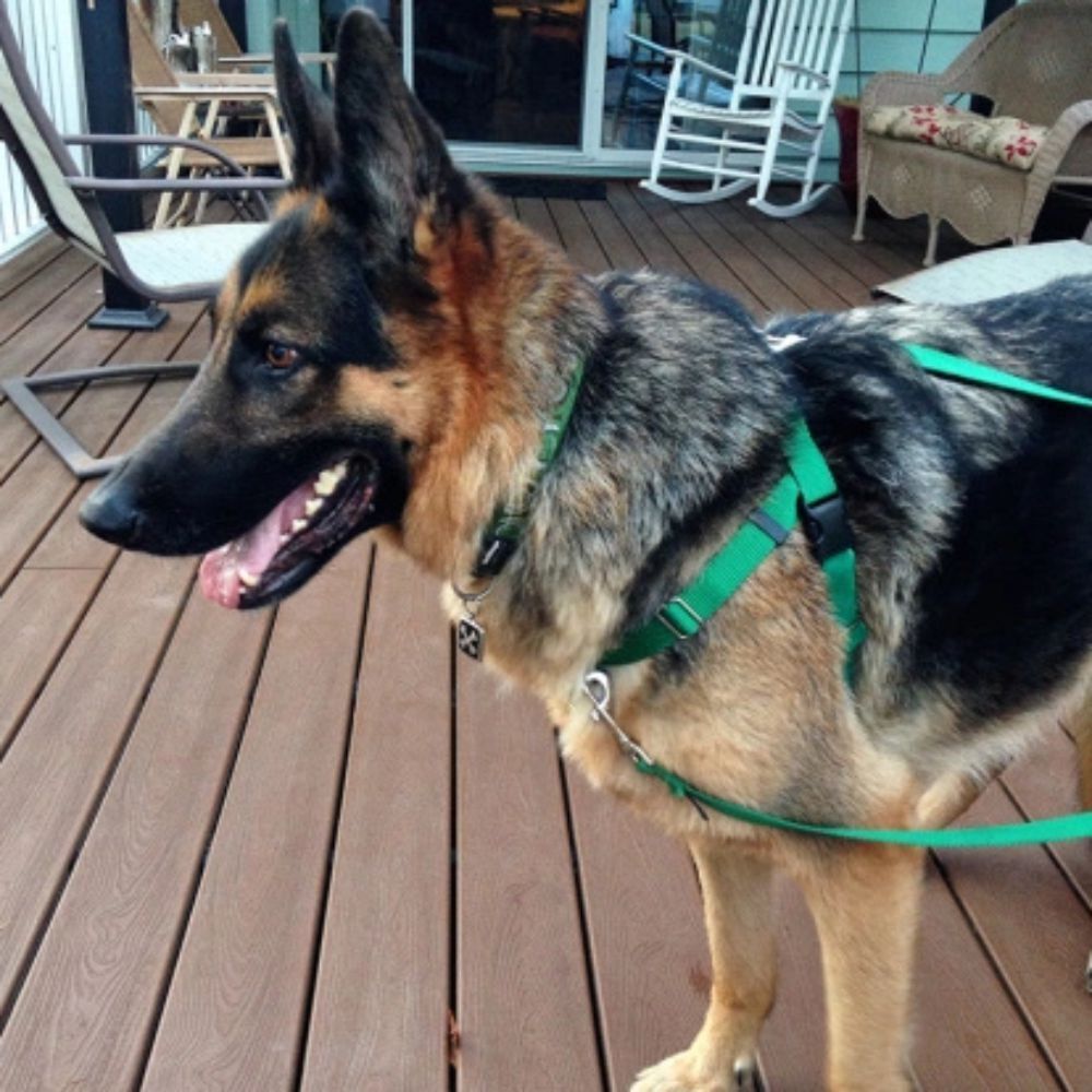 Freedom Training Lead Kelly Green with Neon Green Handle image