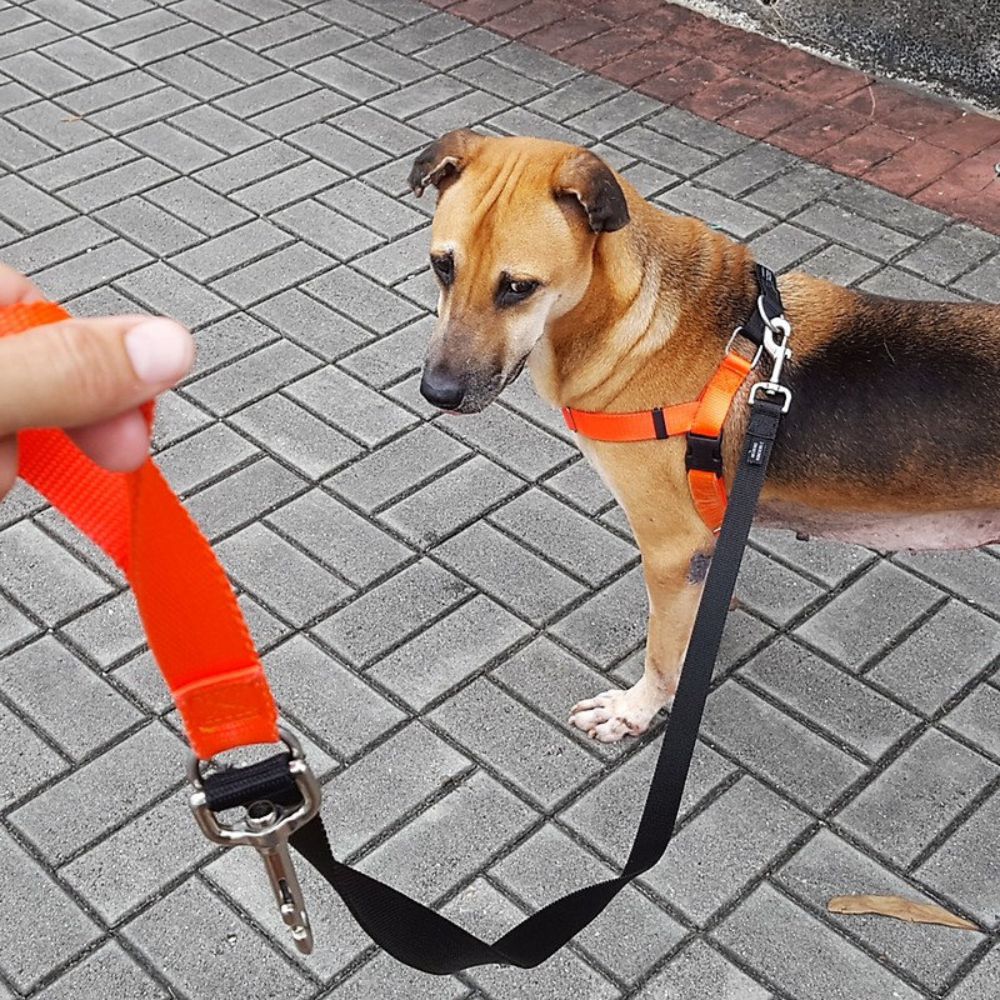 Freedom Training Dog Lead Black with Neon Orange Handle image
