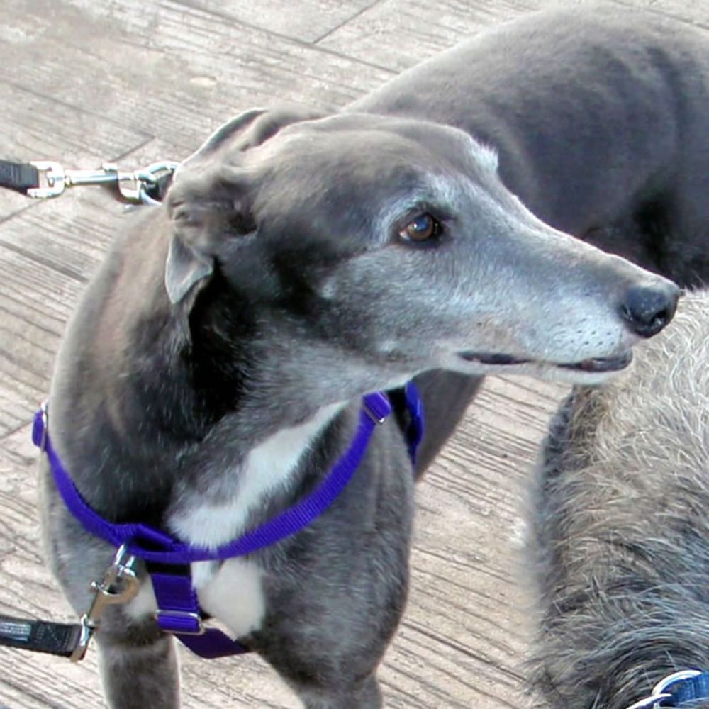 Freedom Training Dog Lead Black with Purple Handle image